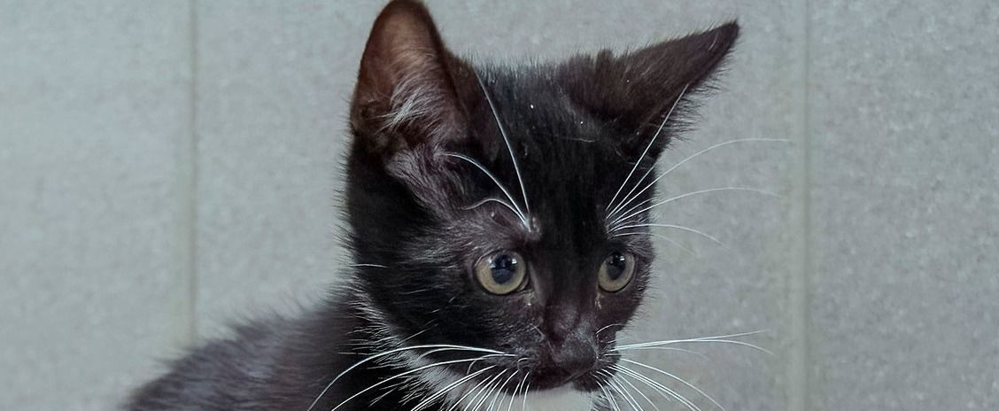 Ori