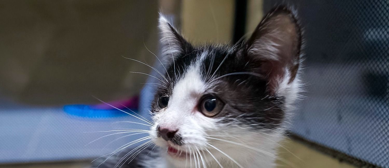 Kimi