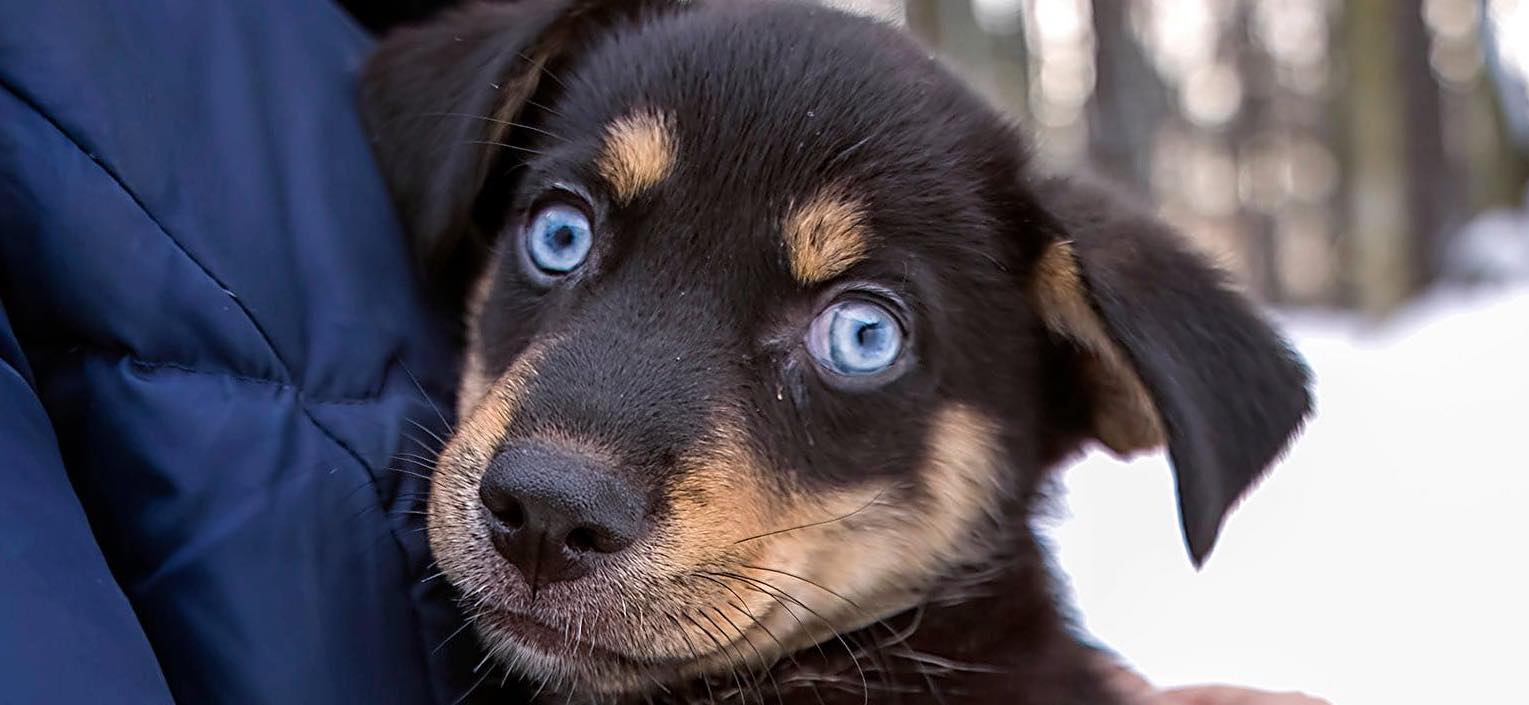 Twój adopciak może trafić do naszego kalendarza!