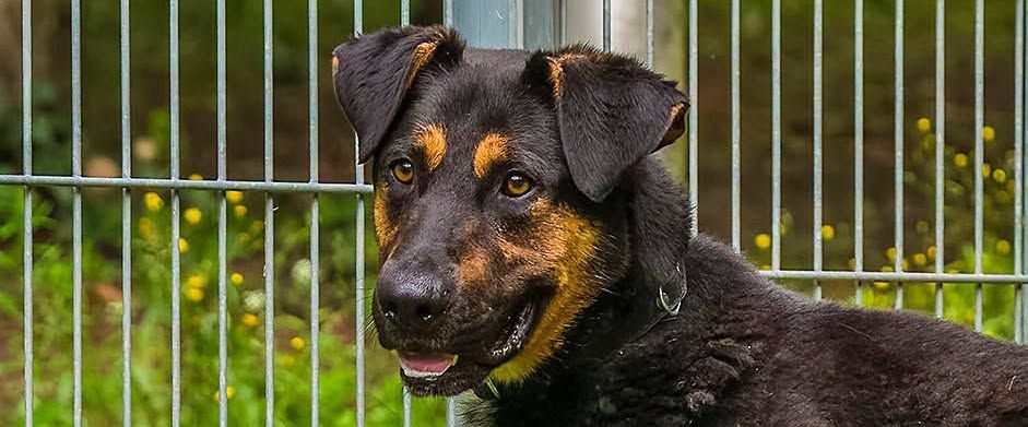 Rafael