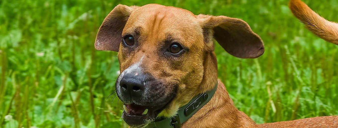 Kodi