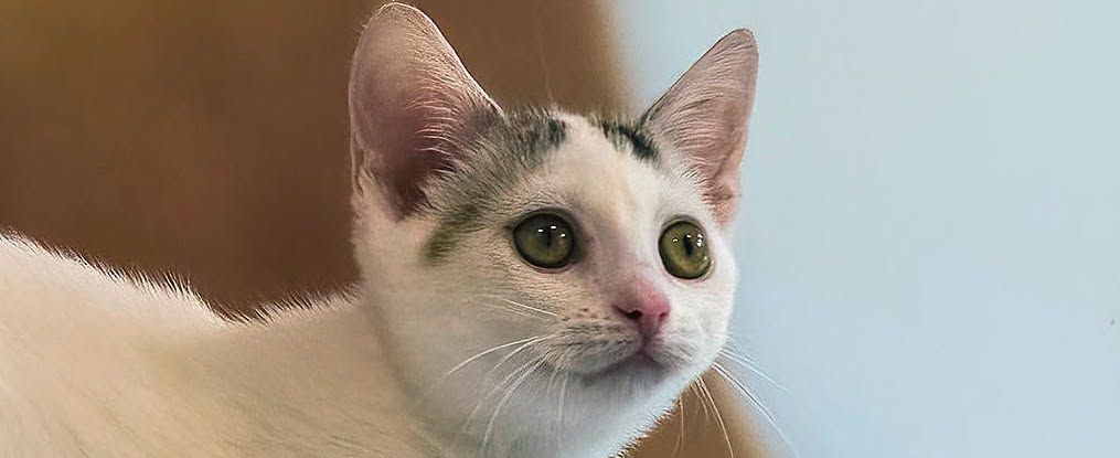 Dora