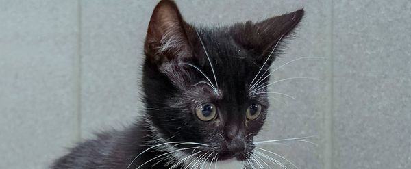 Ori
