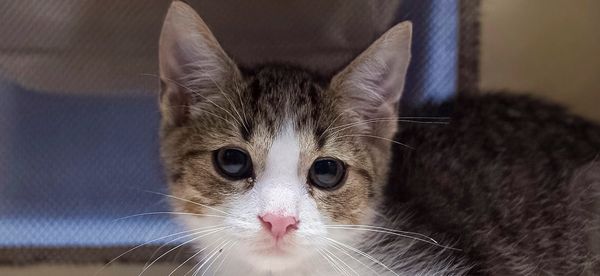 Yuki