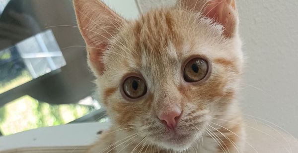 Titi