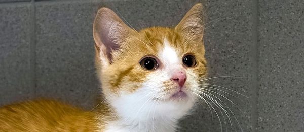 Zizi