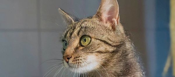 Vivienne