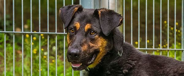 Rafael