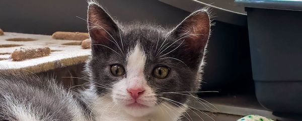 Esmeralda