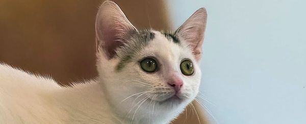 Dora